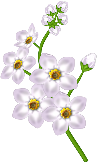 White Flower Clipart White Flower Transparent Clipart - Clip Art (600x600)
