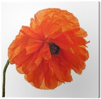 Single Poppy Flower Isolated On White Background - Poppy (400x400)