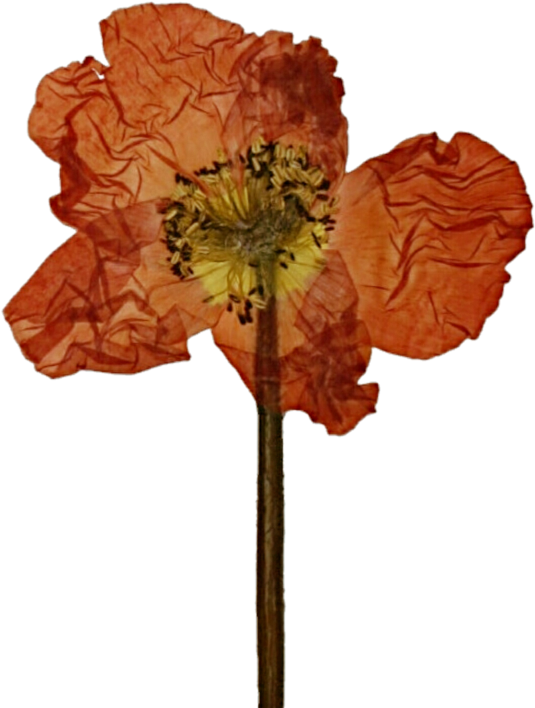 Pressed Poppy By Jeanicebartzen27 - Pressed Flower Png (781x1023)