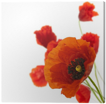 Floral Design, Decoration Flowers, Poppies Border - Red Poppy In Corner (400x400)