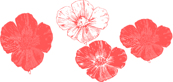 Peach Flower Clipart Transparent - Peach Poppy Flower Clipart (600x286)