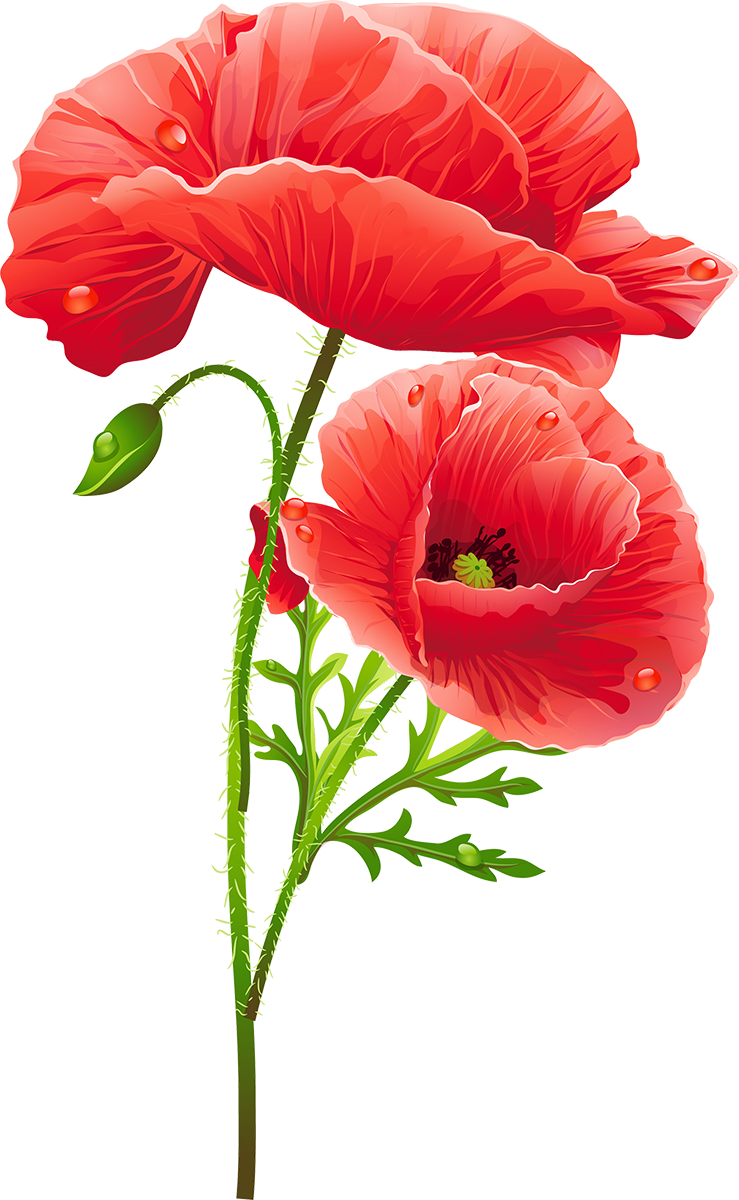 Flower 739*1200 Transprent Png Free Download - Flower 739*1200 Transprent Png Free Download (739x1200)