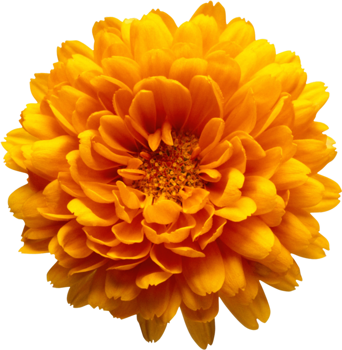 Orange Flower Clipart Marigold - Marriage Make-up [book] (716x731)