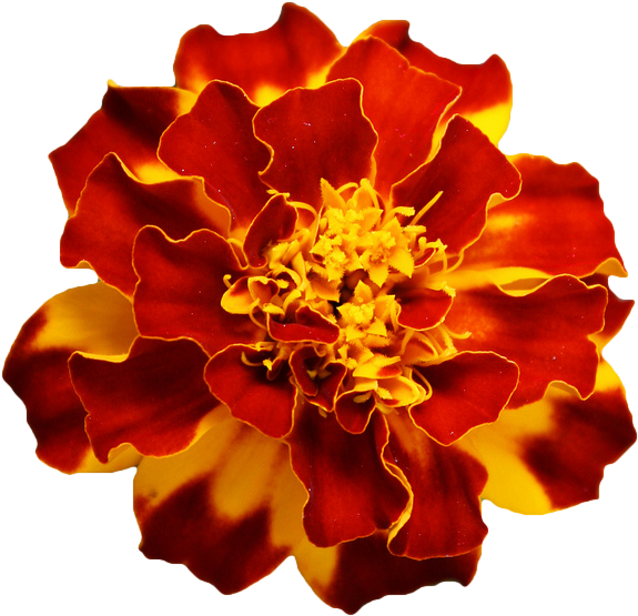 Marigold Flower Tattoo Drawing - Orange Flower Transparent Background (590x565)