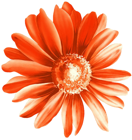 Red Sunflower Material - Red Sunflower Material (600x600)