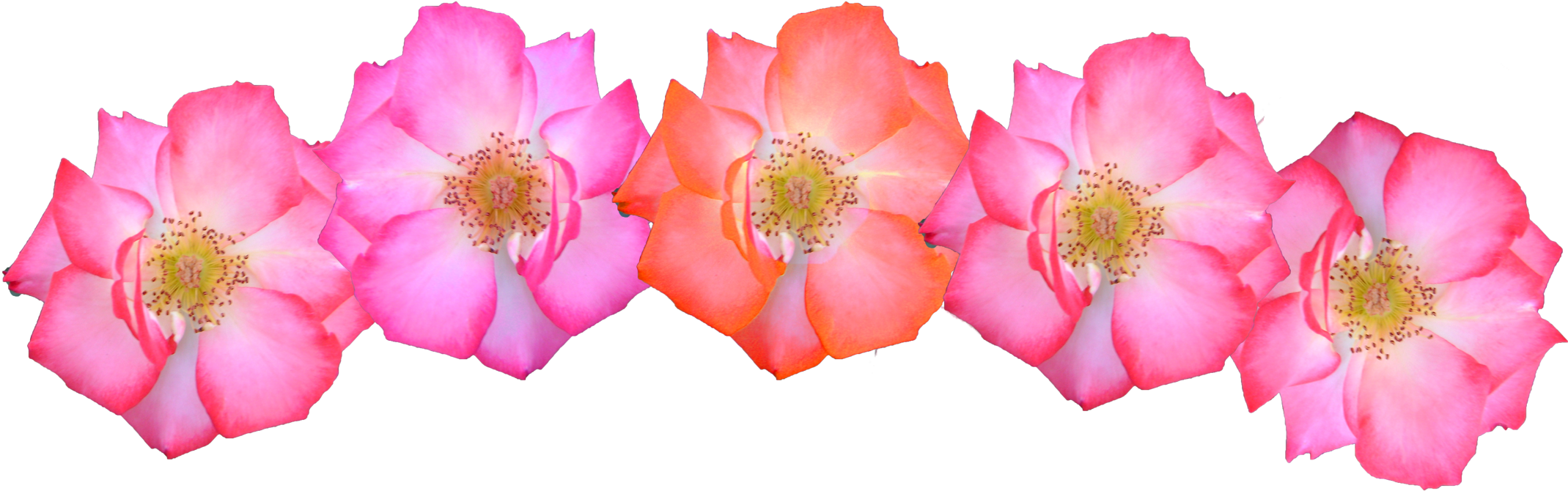 Pink Flowers Crown Png Image - Pink Flower Crown Png (2364x905)