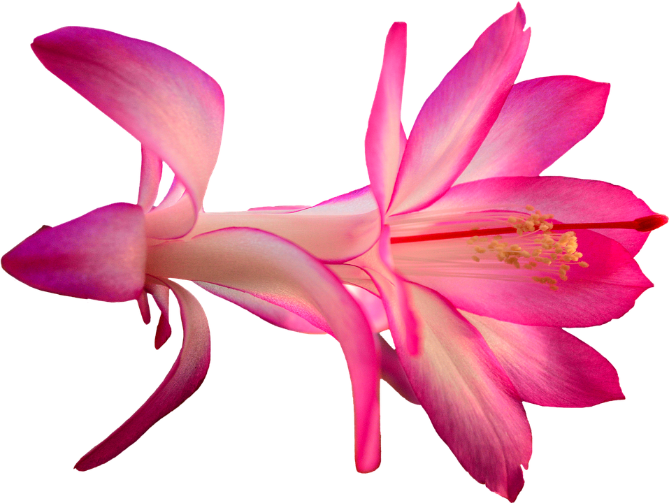 Pink Cartoon Flowers 19, - Cactus Flower Png (957x720)