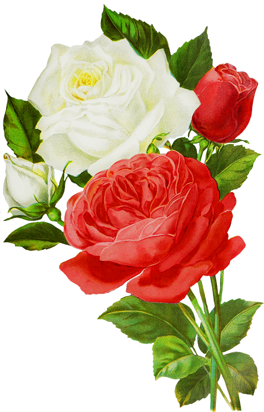 Red Roses Drawing, Red And White Roses Drawings - White And Red Rose Flowers (535x827)