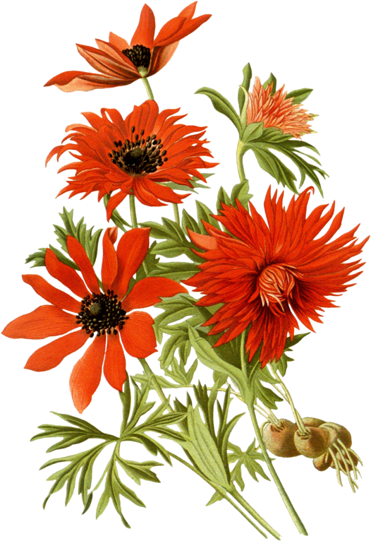 Favorite Flowers Of Garden And Greenhouse - Favorite Flowers Of Garden And Greenhouse (552x800)
