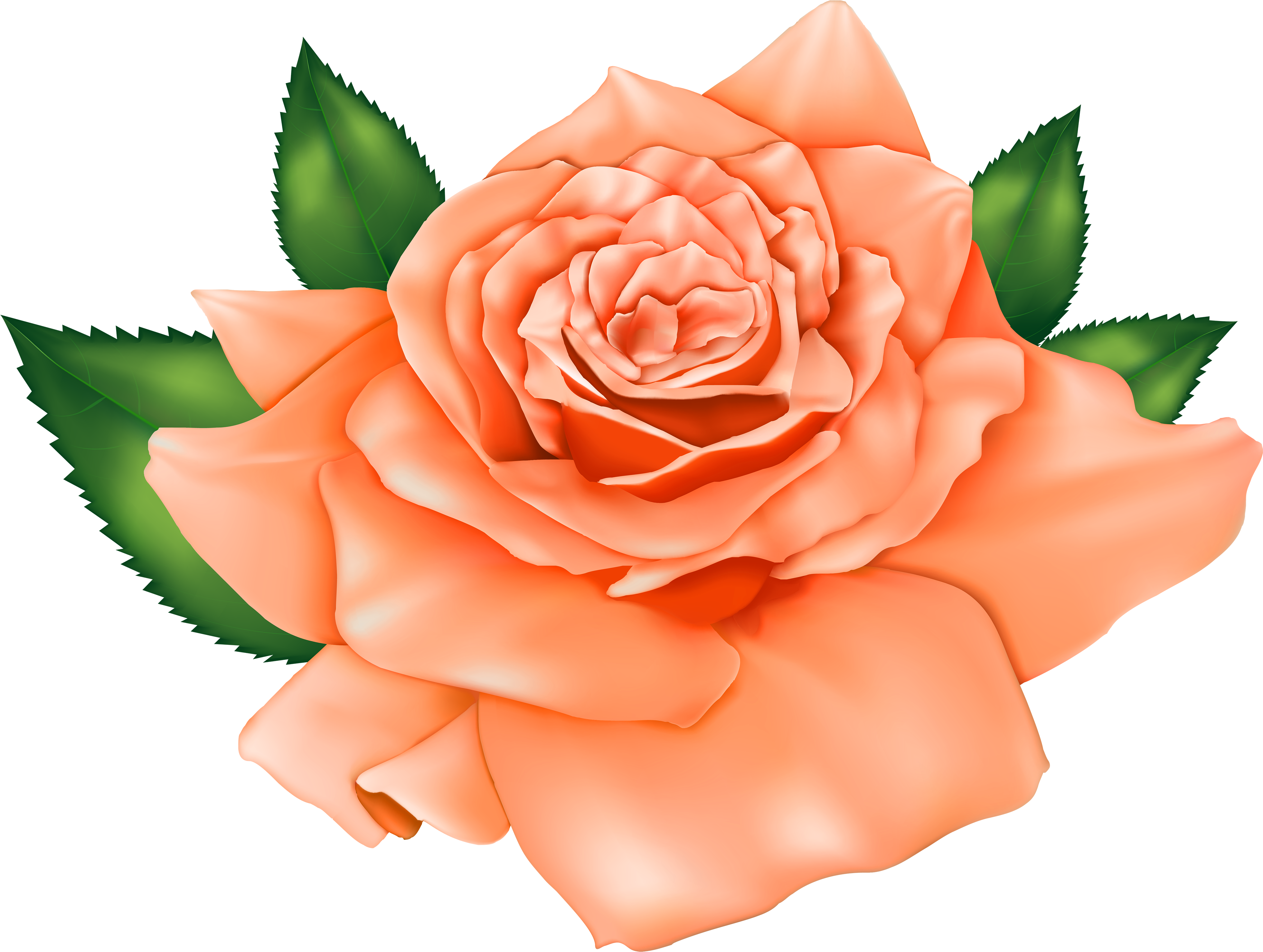 Orange Poppy Flowers - Orange Poppy Flowers (4000x3014)