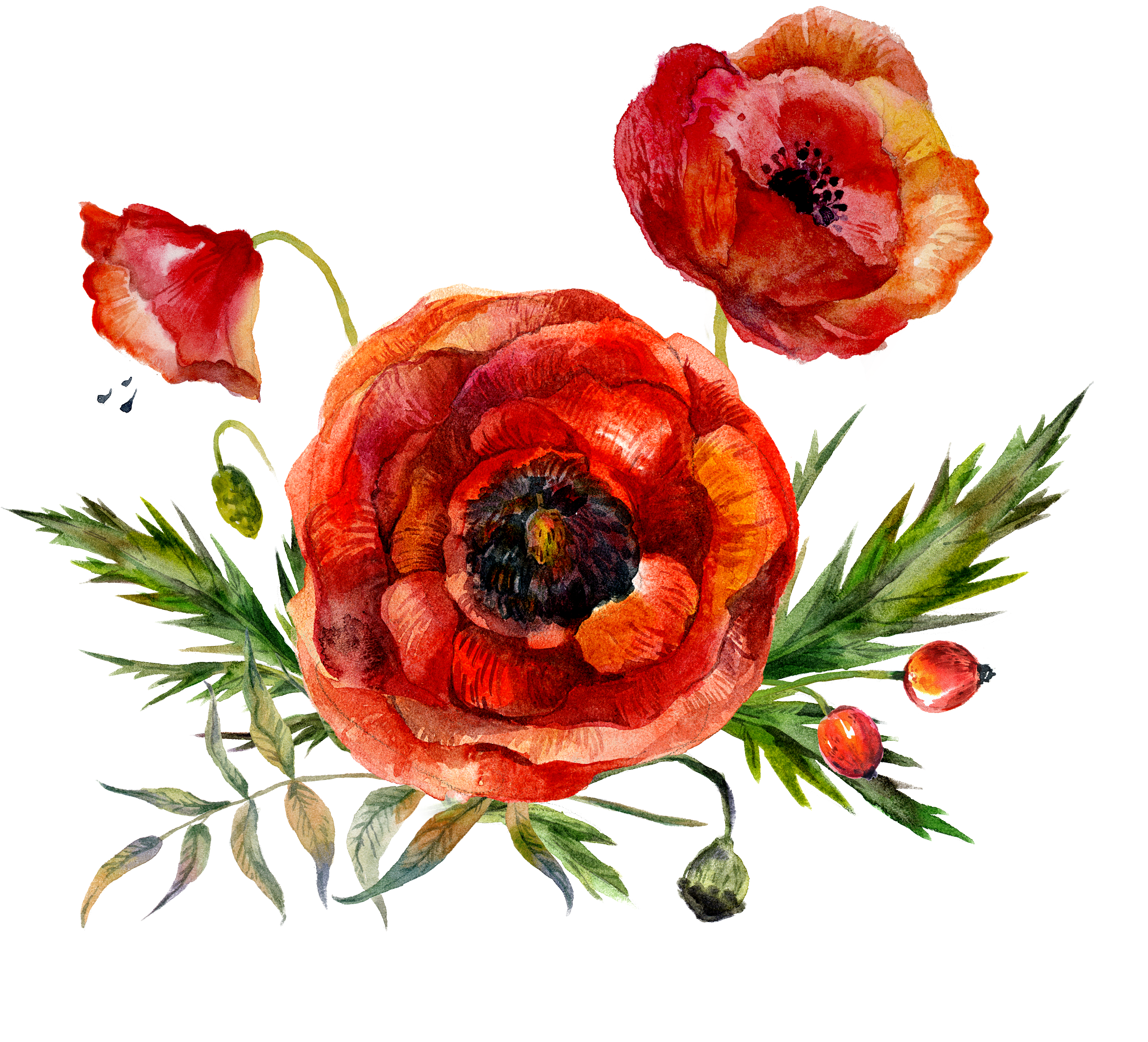 Watercolor Painting Flower Poppy - Watercolor Painting Flower Poppy (5000x5000)