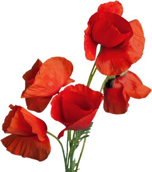 Red Poppy Flowers - Poppy (486x550)