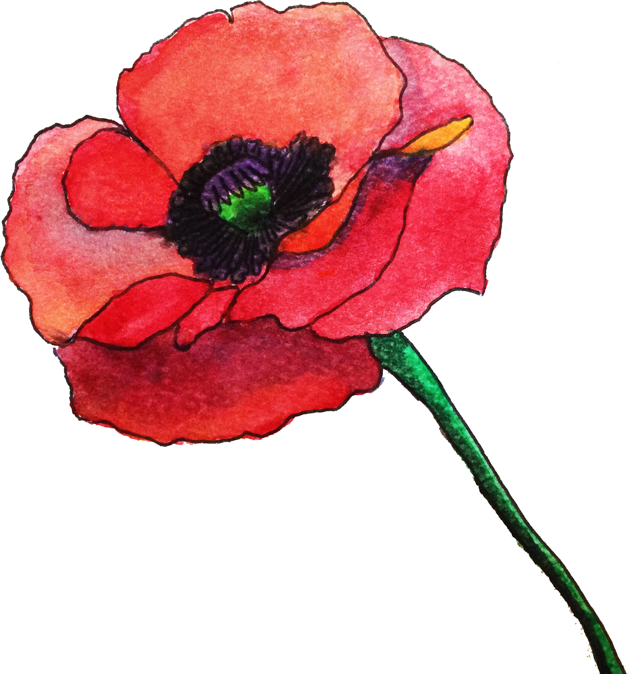 Мак Поппи. Мак рисунок. Маки акварелью. Маки рисунок. Poppies png