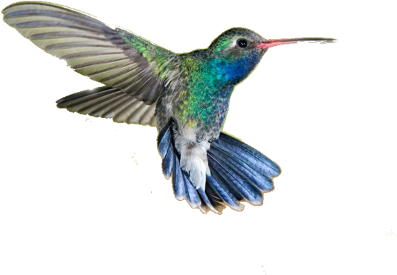 Hummingbird Png Transparent Picture - Hummingbird Png (640x426)