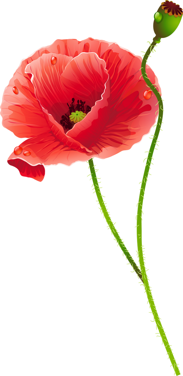 Com/uploads/posts/2015 02/1423552014 Poppies 05 - Маки Вектор Png (600x1229)