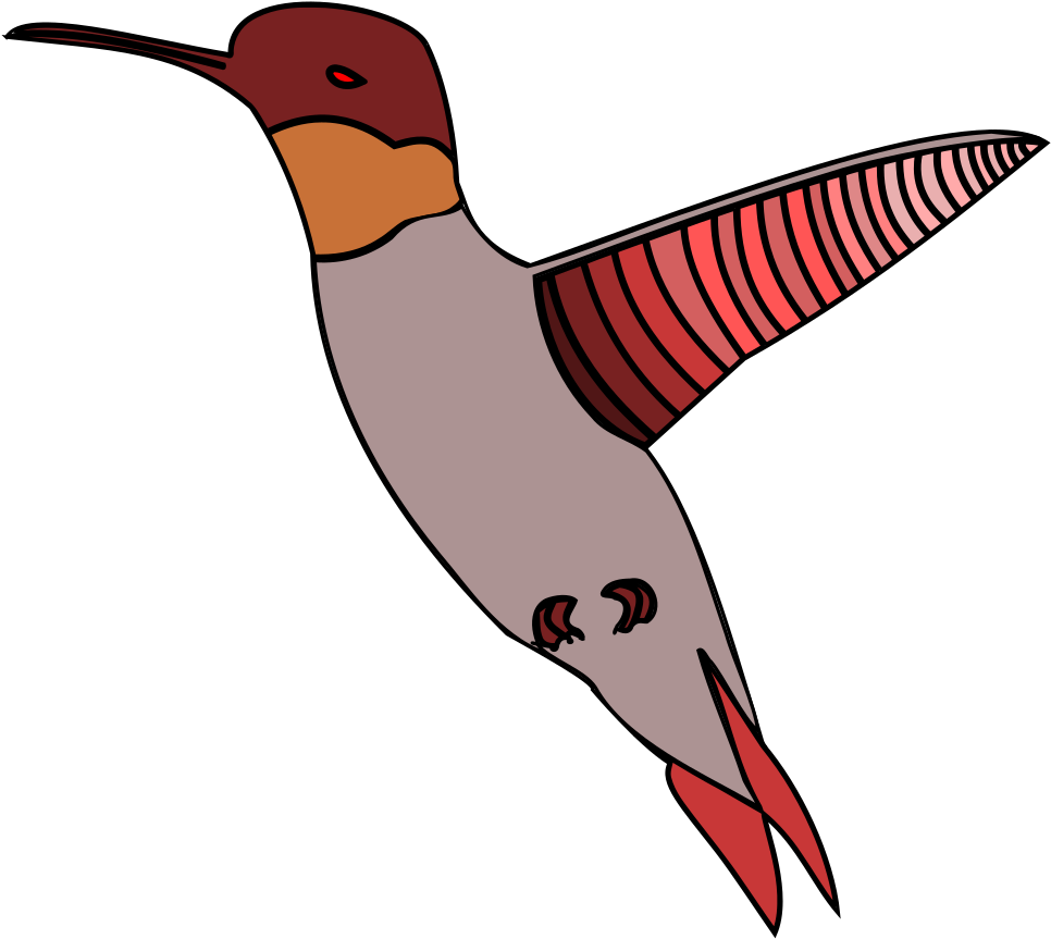 Humming Bird - Vector Graphics (2400x1691)