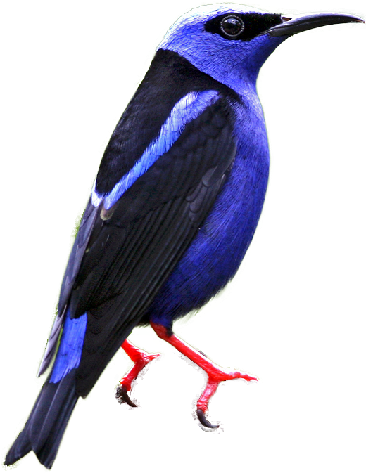 Red-legged Honeycreeper - Mountain Bluebird (519x695)