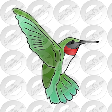 Hummingbird Picture - Hummingbird (380x380)