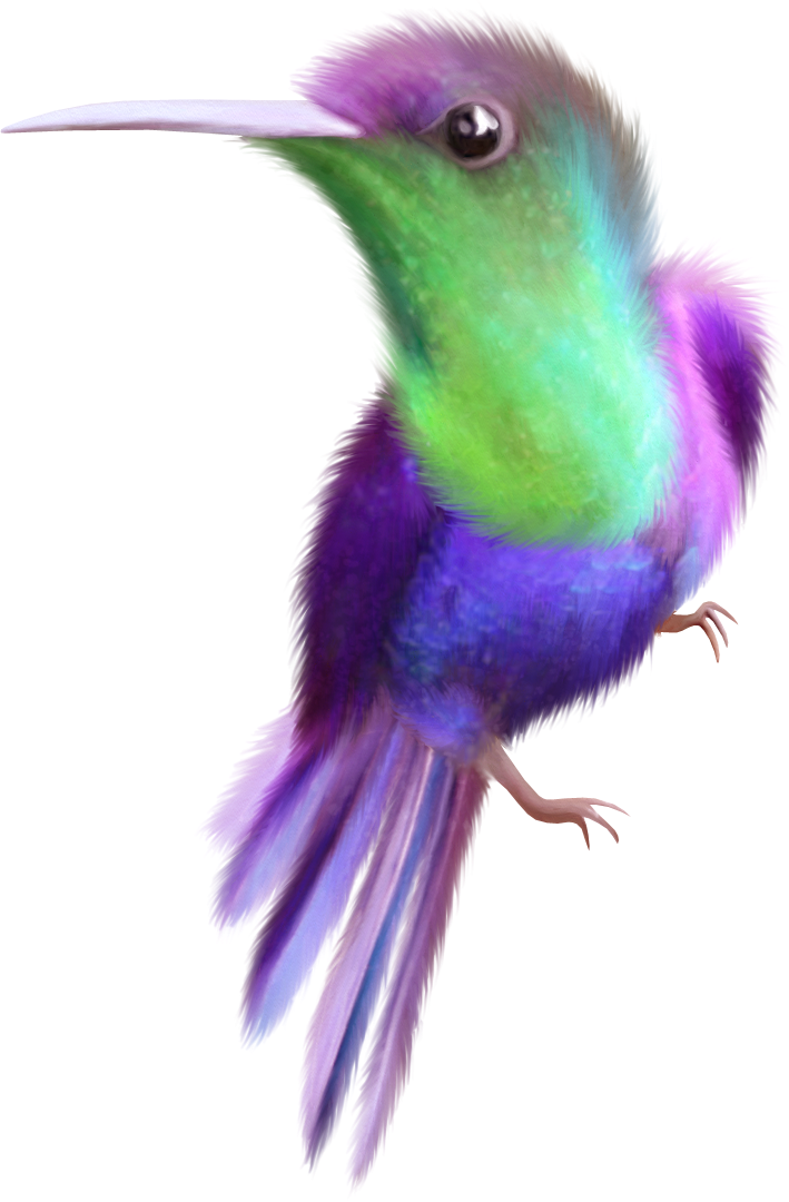 Beauty Hummingbird Free Clip Art - Portable Network Graphics (709x1080)