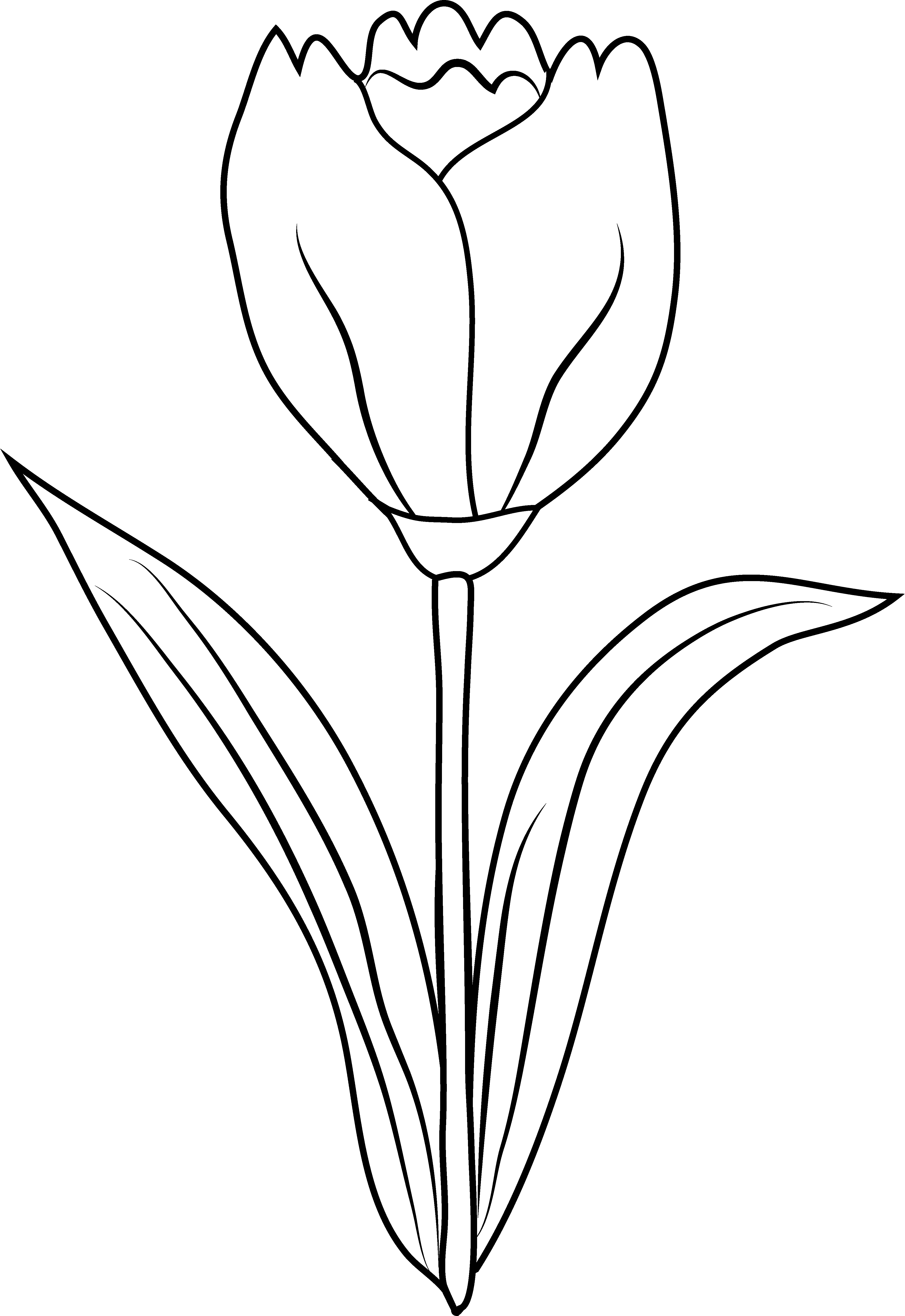 Clip Art Flower Black And White Clipart Panda Free - Clip Art (4067x5913)