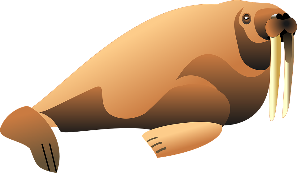 Sea Lion Clipart 26, - Walrus Vector (1280x746)