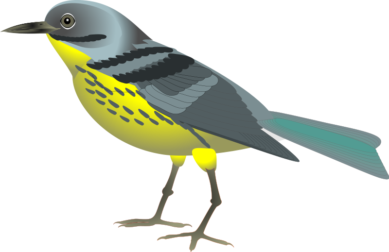Animal Clipart Bird - Bird Clipart Free (800x519)