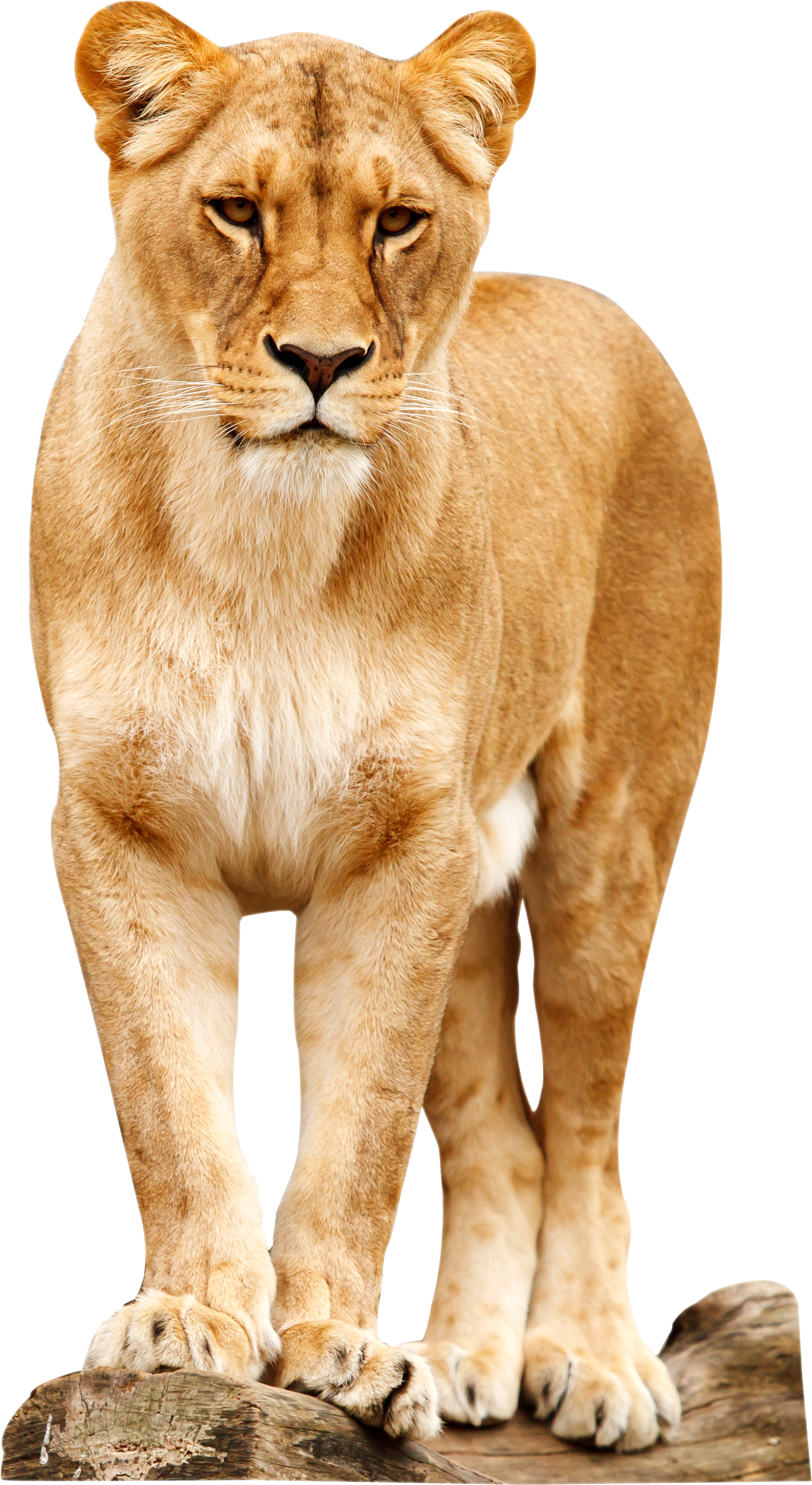 Lion - Heart Touching Ah Notebook Poetry (2700x3449)