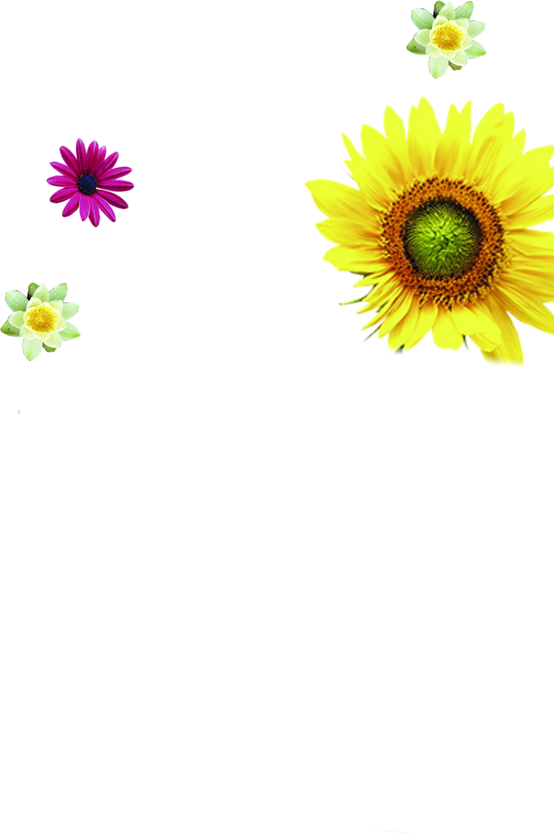 Opened Golden Sunflowers Cartoon - Opened Golden Sunflowers Cartoon (1831x2753)