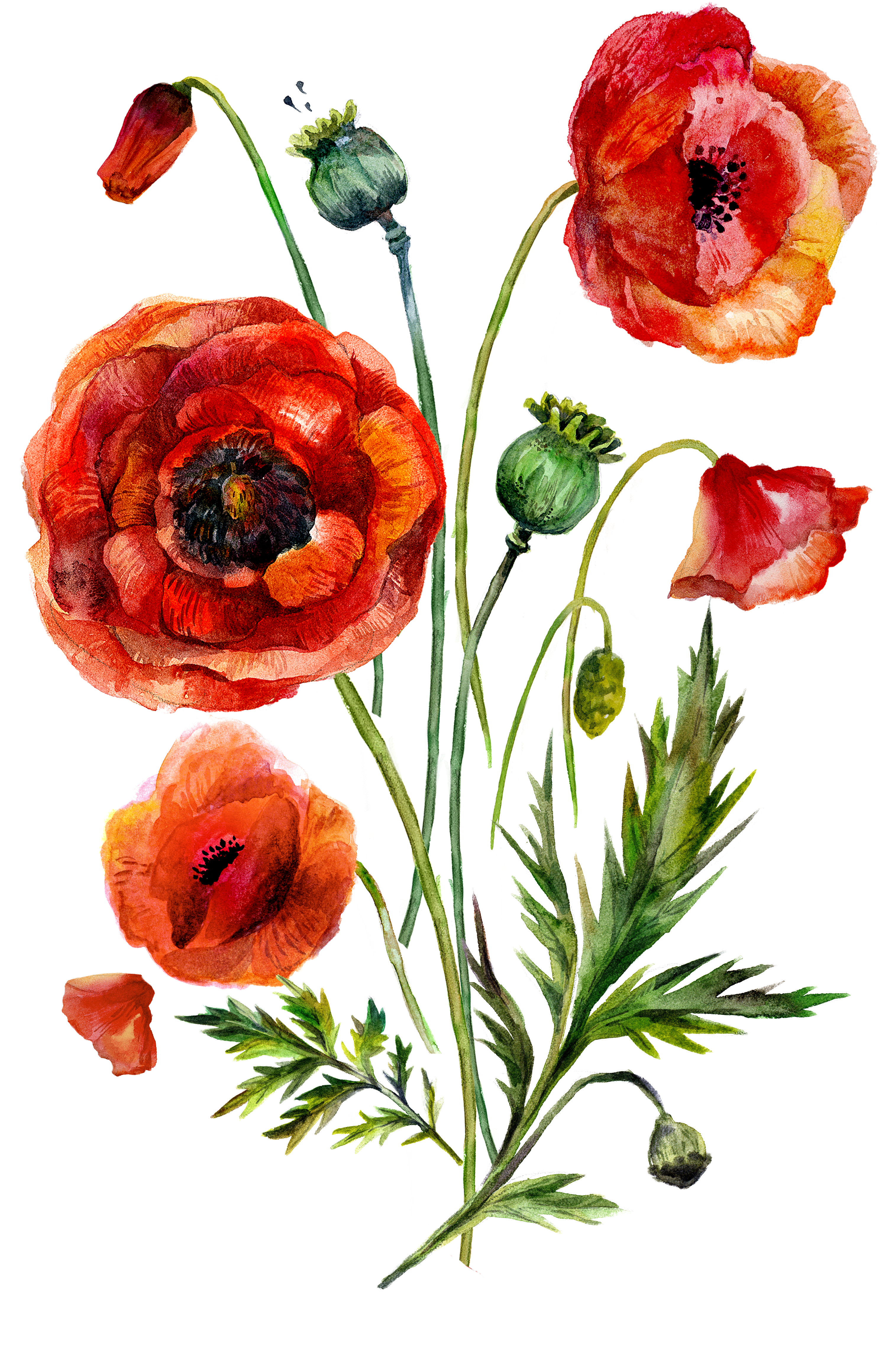 Watercolor Painting Common Poppy Illustration - Watercolor Painting Common Poppy Illustration (3535x5000)