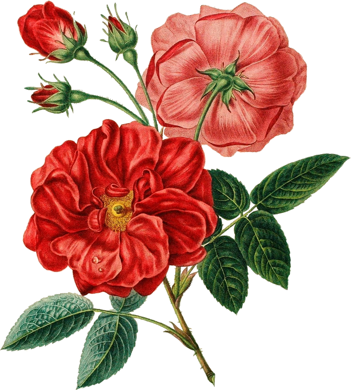 Flower Bouquet Red Poppy - Flower Bouquet Red Poppy (1151x1280)