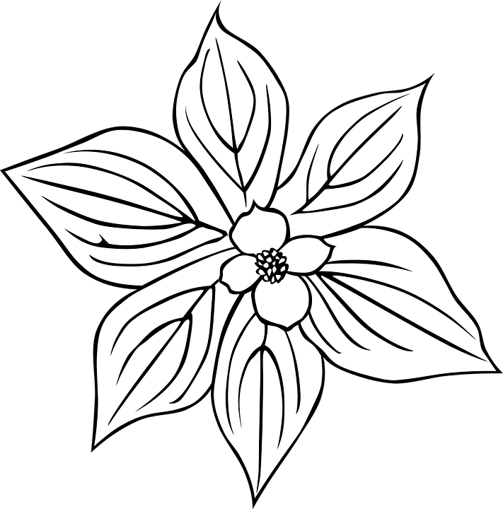 Black And White Flowers Clipart 15, - Outline Of A Flower (711x720)