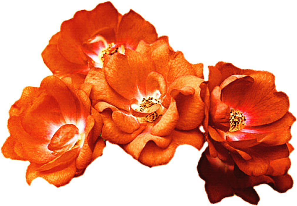 Red Flower Crown Transparent - Orange Flower Crown Png (1024x724)