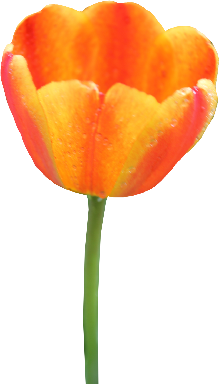 Tulip Png Image - Portable Network Graphics (900x1504)