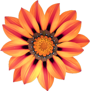 Gazania Flower (500x375)