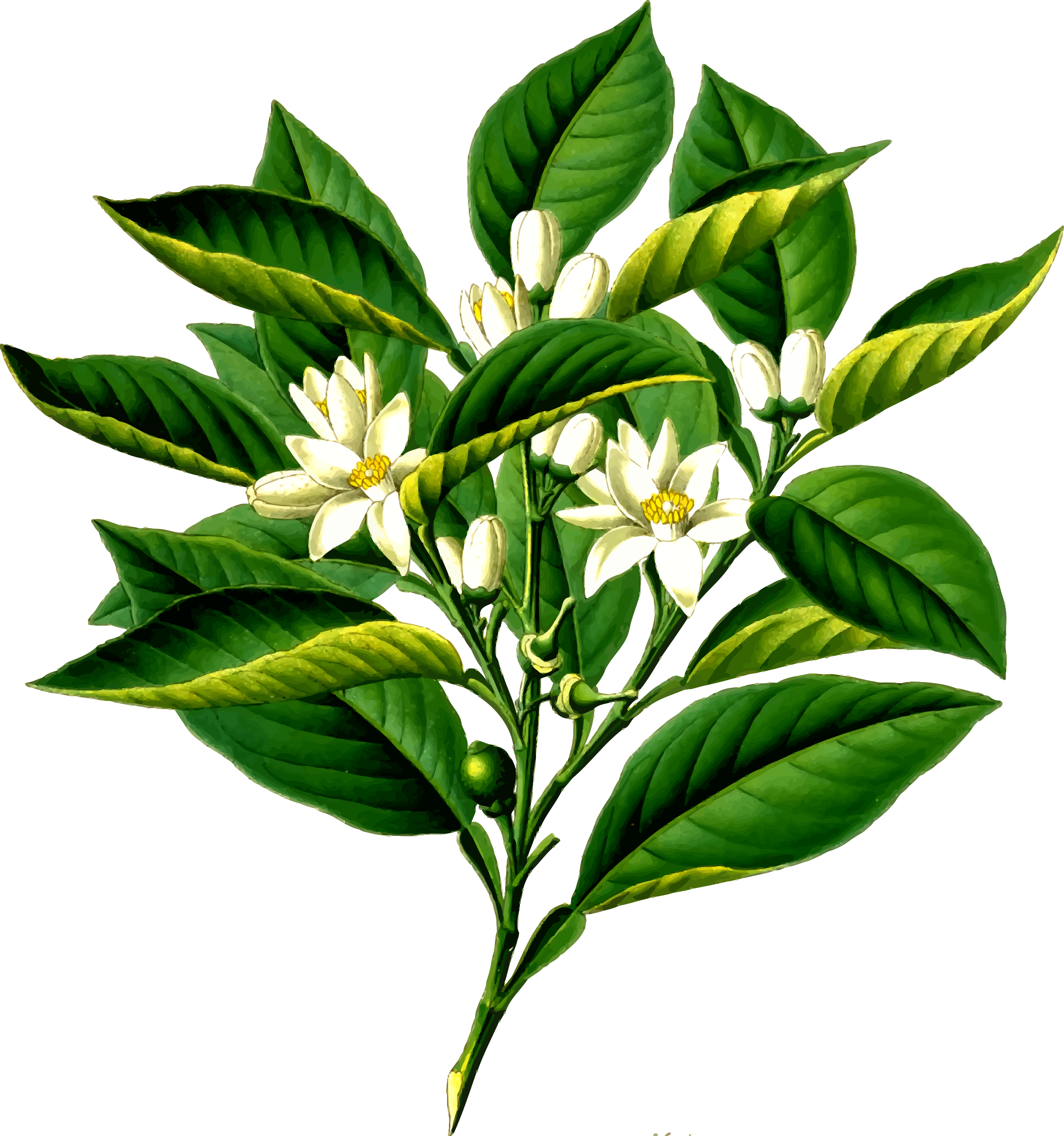 Orange Tree - Organic Bitter Orange Leaf (2249x2400)