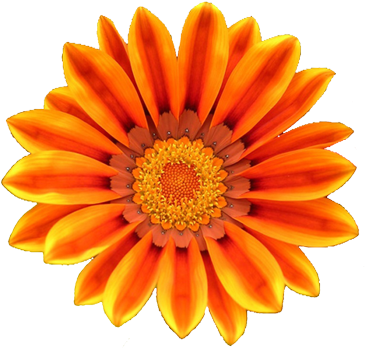 Orange Flower Clipart - Orange Flowers Clip Art (374x349)
