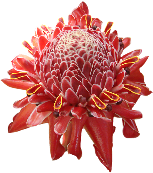 Bloom Flower, Tropical, Hawaii, Red, Orange, Petals, - Tropics (638x640)