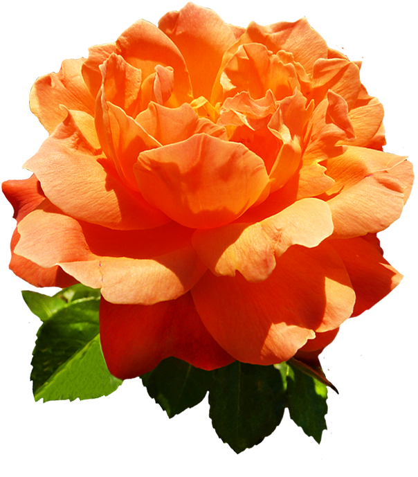 Head Of Orange Rose Flower - Orange Rose Flowers Png (639x709)