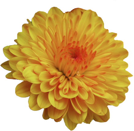 Transparent Flowers Garden Mum Dendranthema Flowers - Go Go Mango Scentsy (454x438)