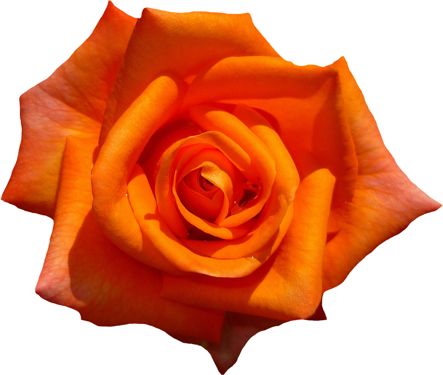 Orange Flower Png Download - Orange Flower Png (1650x1400)