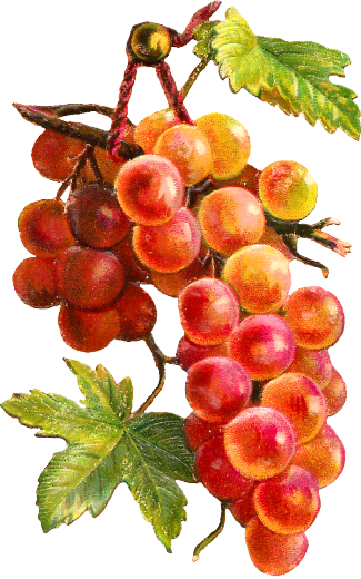 Victorian Die Cut - Grapes Drawing (325x520)
