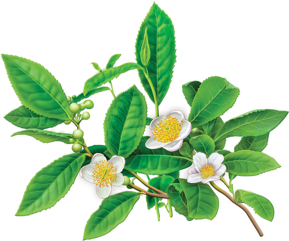 28 Collection Of Camellia Sinensis Drawing - Camellia Sinensis Green Tea (600x560)