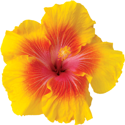 Gardens - Yellow Tropical Flowers Png (450x450)
