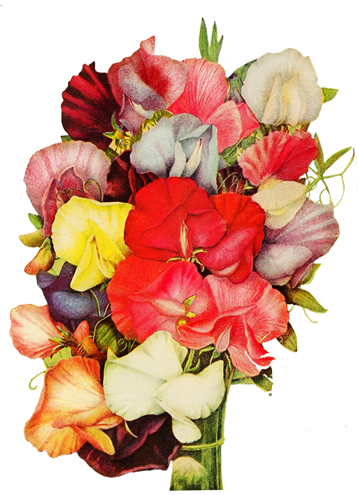 Corner With Pansy Flower, Sweet Pea Flowers - Sweet Pea (537x768)