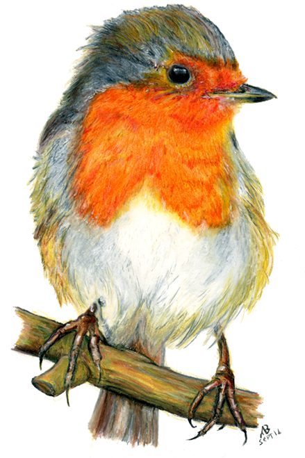 Robin Red Breast, Watercolour Pencil Drawing - Watercolor Pencil Bird (500x687)