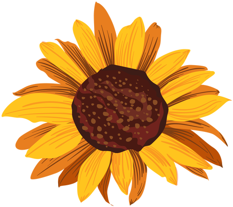 Sunflower Head Drawing Transparent Png - Girassol Desenho (512x512)