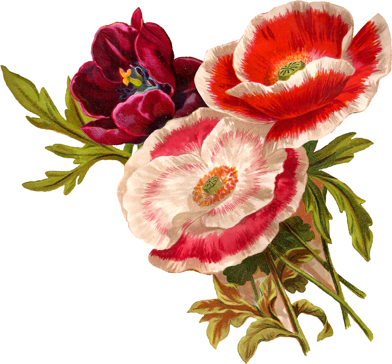 Antique Images Vintage Poppy Flower Clip Art Botanical - Poppy Flower Clip Art (1600x1484)