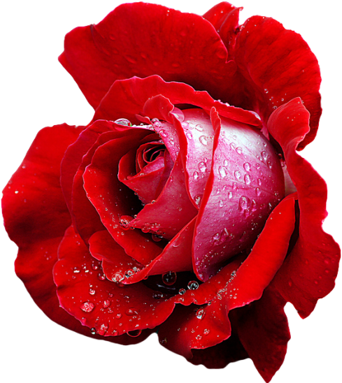Red Hybrid Tea Rose “candella - Red Hybrid Flower (500x557)