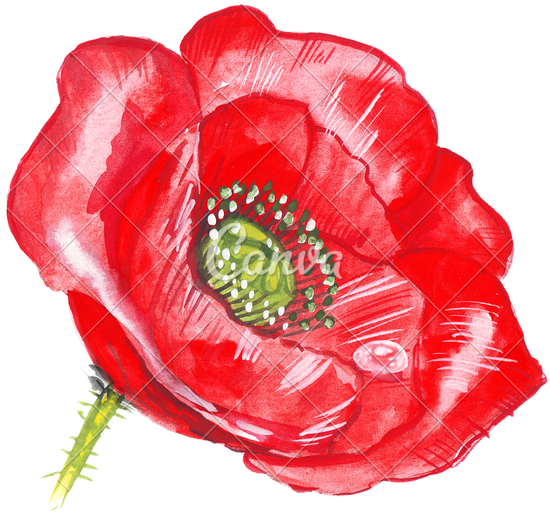 Free Illustration Poppy Flower Purple - Transparent Poppy Red (550x512)