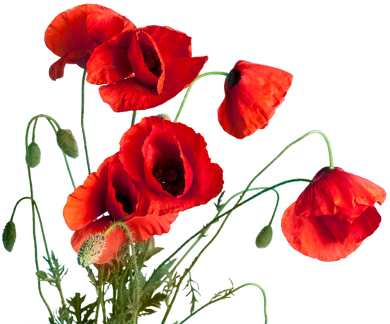 Red Poppy - Common Poppy (550x458)